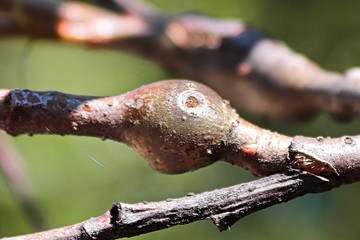 Galls on a tree branch caused by an insect