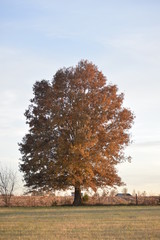 Poster - Autumn Tree