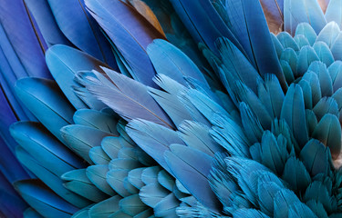 close up of beautiful bird feathers of blue and yellow macaw, exotic natural textured background in 