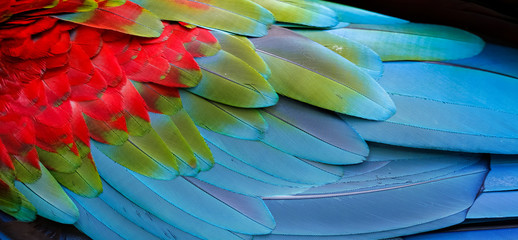 Wall Mural - Close up of colorful bird feathers of Red and Green Macaw, exotic natural textured background in red, green and blue, Chapada dos Guimarães, Mato Grosso, Brazil