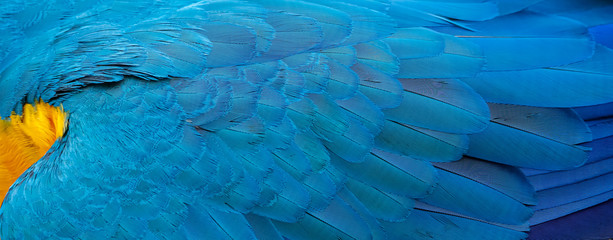 close up of beautiful back feathers of a blue and yellow macaw, exotic natural textured background i
