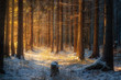winter coniferous forest