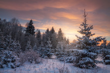 Winter Forest In The Evening