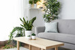 © Pixel-Shot - Stylish interior of living room with green houseplants