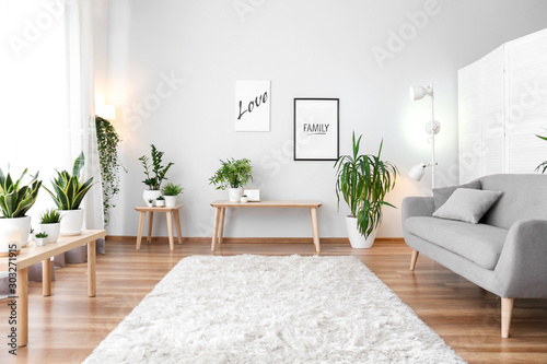 Cuadros en Lienzo Stylish interior of living room with green houseplants