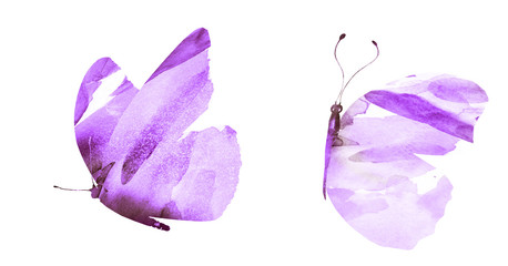 Two watercolor butterflies , isolated on white background