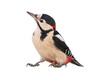 Male Great Spotted Woodpecker (Dendrocopos major), isolated, with White  background