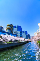 Wall Mural - Landscape of Tokyo Osaki city and cherry blossom in Spring Japan