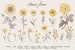 Vintage vector botanical illustration. Set. Autumn flowers. Brown and yellow