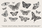 Fototapeta  - Butterflies. Set of elements for design. Vector vintage classic illustration. Black and white
