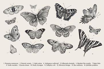butterflies. set of elements for design. vector vintage classic illustration. black and white
