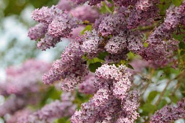 Beautiful lilac syringa flowering in sunny . Syringa is in full bloom