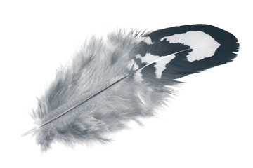 Beautiful black feather isolated on white background