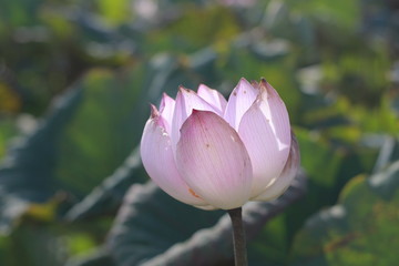 Wall Mural - Lotus in the gardent