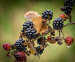 Harvest Mouse on Blackberries