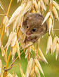 Harvest Mouse in Barley