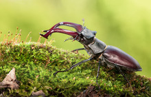 Big Beetle With Red Mandibles