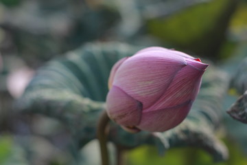 Wall Mural - Lotus Ubon Thailand