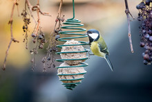 Great Tit On Bird Fat Ball Between Old Grapes
