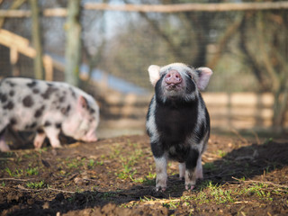 Pot-bellied pig. Portrait of a pig. The concept of breeding pigs, veterinary