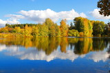 Fototapeta Mapy - yellow autumn trees on the edge of the pond illuminated by the rays of the sun. Reflection of yellow foliage and sky with clouds in calm water. Autumn landscape by the water. A mirror image of nature