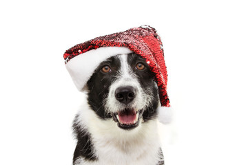 Wall Mural - border collie dog celebrating christmas holidays wearing a red santa claus hat. Isolated on white background