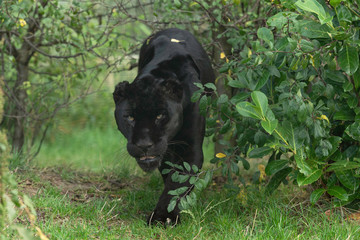 Black Jaguar