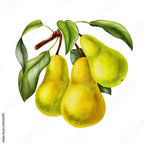 Pear Fruits Realistic Botanical Watercolor Illustration With Tree