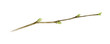 Tree branch watercolor illustration. Close up linden spring stick with green buds. Young tree element isolated on white background.