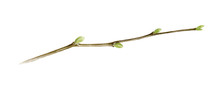 Tree Branch Watercolor Illustration. Close Up Linden Spring Stick With Green Buds. Young Tree Element Isolated On White Background.