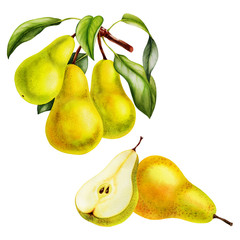 pear fruits realistic botanical watercolor illustration with tree branch leaves. ripe juicy isolated hand painted