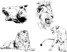 Set Of Vector Drawings Of Various Animals, Predators And Herbivores, Hand-drawn Sketches, Tattoos
