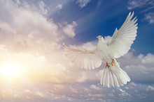 White Dove Flying On Sky In Beautiful Light For Freedom Concept