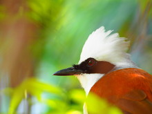 White-crested Laughing Thrush (Garrulax Leucolophus) And Blurred Background, Bird In Nature Park, Close Up Bird, Close Up White-crested Laughing Thrush.