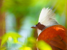 White-crested Laughing Thrush (Garrulax Leucolophus) And Blurred Background, Bird In Nature Park, Close Up Bird, Close Up White-crested Laughing Thrush.