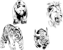 Set Of Vector Drawings Of Various Animals, Predators And Herbivores, Hand-drawn Sketches, Tattoos