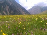 Fototapeta Natura - wild flowers in the mountains
