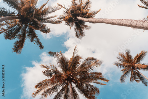 Copy space of tropical palm tree with sun light on sky background.