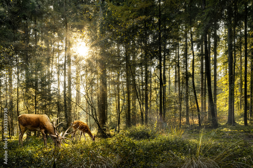 Sun is shining in forest and roe deer are grazing in beautiful forest - obrazy, fototapety, plakaty 