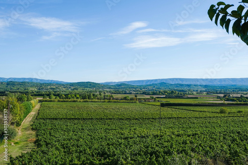 Cuadros en Lienzo Green vineyards on the outskirts of the village