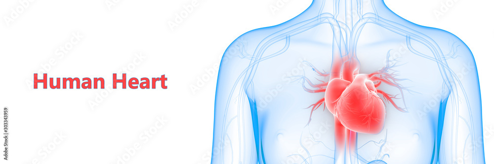 Human Circulatory System Heart Anatomy Stock Illustration | Adobe Stock