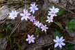 Mother-of-pearl colored hepatica nobilis flower in wild forest