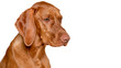 Beautiful young male magyar vizsla dog studio portrait. Vizsla pointer dog face close up against white background.