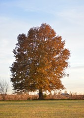 Wall Mural - Autumn Tree