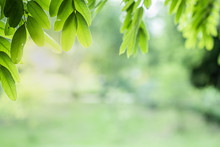 Closeup Beautiful View Of Nature Green Leaves On Blurred Greenery Tree Background With Sunlight In Public Garden Park. It Is Landscape Ecology And Copy Space For Wallpaper And Backdrop.