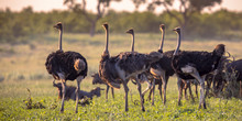 Ostrich Herd On Mooiplaas Savanna Plain