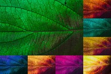 Collage Blatt Mehrfarbig - Ein Farbenspiel
