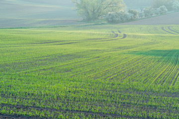 Canvas Print - Agricultural field with green shoots of plants