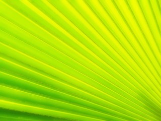 Abstract of green leaf of palm tree.  Full frame of green abstract palm leaf.