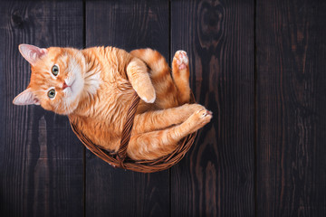 Red domestic cat in a basket on a wooden floor.